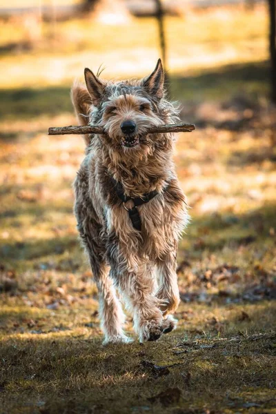 Vertical Shot Berger Picard Running Stick Its Mouth Forest — Stock Photo, Image
