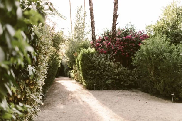 Een Prachtig Uitzicht Een Woestijn Trottoir Zomer Usa — Stockfoto