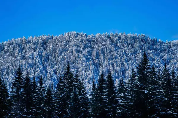 Die Schneebedeckten Bäume Eines Waldes Gegen Den Blauen Himmel — Stockfoto