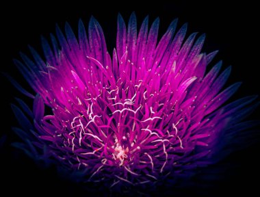 Pembe bir devedikeni yakından çek.