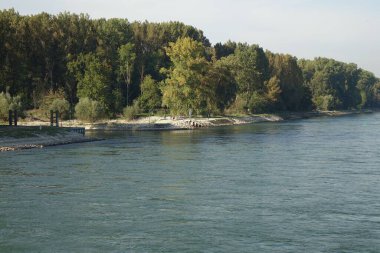 Güneşli bir günde gölün ormanlık bir kıyı şeridi
