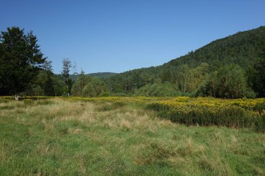 Mavi gökyüzüne karşı dağlarla çevrili yeşil bir tarlanın güzel manzarası.