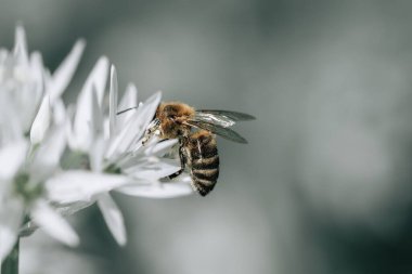 Çiçek mevsiminde Ramson 'dan nektar toplayan bal arısının seçici odak noktası, güzel beyaz çiçekler, bulanık arkaplan