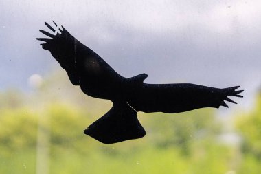 Kirli pencere camında açık kanatları olan siyah bir kuş çıkartması.