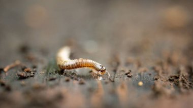 Bulanık yüzeyde sürünen kırkayağın (Myriapoda) seçmeli odak noktası. Kırkayak, her segmentte iki çift bacağı olan bir eklembacaklıdır..