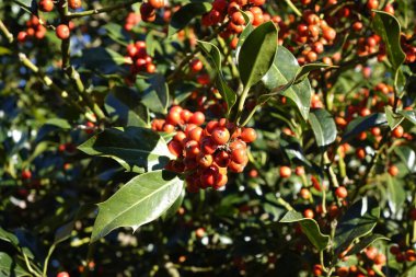 Bahçedeki ağaçta büyüyen çobanpüsküllerinin yakın çekimi.
