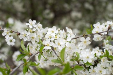 Bulanık bir kiraz çiçeği dalının yakın plan çekimi.