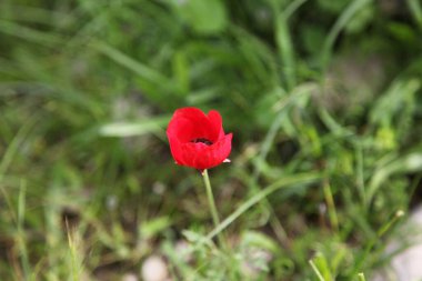 Tarlada haşhaş (Papaver) yakın çekim