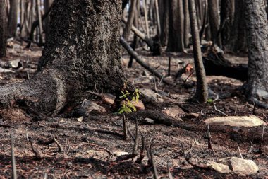 Idaho, ABD 'deki Mustang Kompleksi orman yangınından sonra
