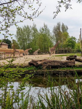 Hayvanat bahçesinde yürüyen zürafaların dikey görüntüsü.