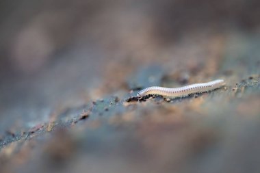 Bulanık yüzeyde sürünen kırkayağın (Myriapoda) seçmeli odak noktası. Kırkayak, her segmentte iki çift bacağı olan bir eklembacaklıdır..