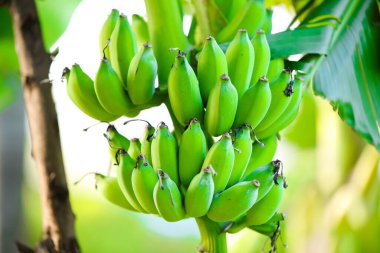 Ağaçta yetişen yeşil bitkilerin yakın plan çekimi.