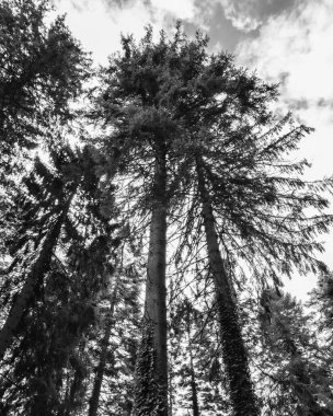 İngiltere 'nin Dean Ormanı' nda büyüyen yüksek ağaçların dikey çekimi