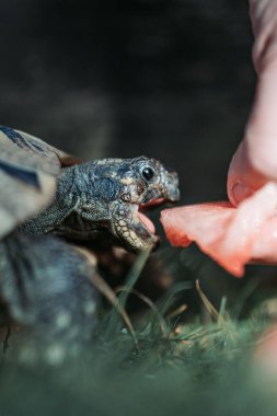 Parkta karpuzlu bir adam tarafından beslenen sevimli bir Hermann kaplumbağası.