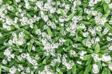 Ormanda yetişen yabani sarımsak çiçeklerinin yakın çekimi.