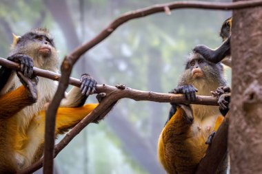 Vahşi doğada bir ağaç dalında asılı duran iki maymun.