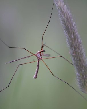 Bitkinin üzerindeki Tipula Luna böceğinin dikey makrosu.