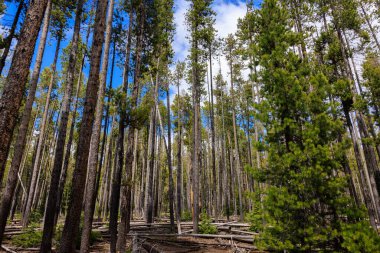 Oregon 'daki ormandaki ağaçların alçak açılı görüntüsü