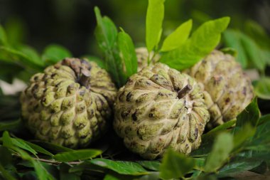 Masada yaprakları olan yeşil elma şekerlerinin yakın plan çekimi.