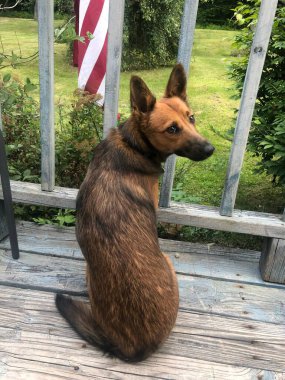 Bahçedeki ahşap yüzeyde oturan Belçikalı bir çoban köpeğinin dikey görüntüsü.