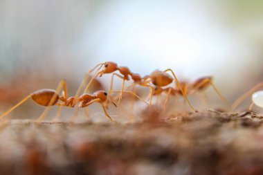 Bir grup turuncu karıncanın üst üste emeklemesinin makro görüntüsü.