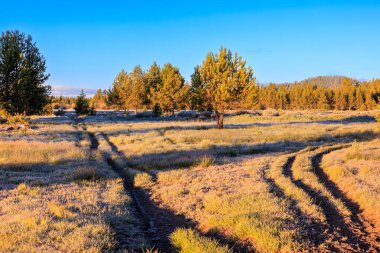 Güneşli bir sonbahar gününde Oregon, Sunriver 'daki tarlanın manzarası