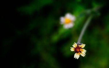 Tridax 'ın bulanık yeşil arkaplanlı taçyaprağının yüzeysel odak görüntüsü