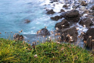 Önünde çimenler olan kayalık bir sahil.