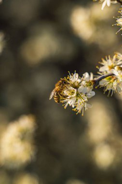 Bir ağacın beyaz çiçeklerindeki bir arının dikey yakın çekimi.