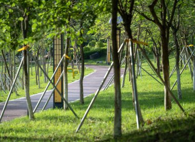 Parkta destekli ağaçların doğal görüntüsü.