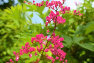 Bahçede yetişen Antigonon leptopusunun pembe çiçekleri.