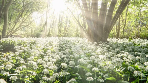 森の中に自生する野生のニンニクの花のショットと木の枝を通して輝く太陽 — ストック写真