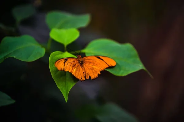 Оранжевая Бабочка Зеленых Листьях Размытом Фоне — стоковое фото