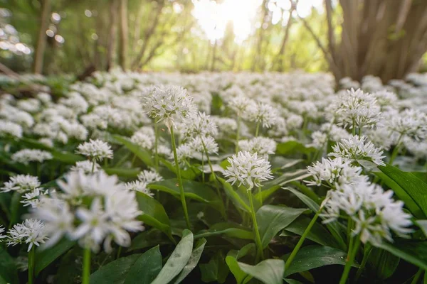 Gros Plan Fleurs Ail Sauvage Poussant Dans Forêt — Photo