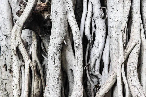 Raízes Árvore Banyan Perfeito Para Fundo — Fotografia de Stock