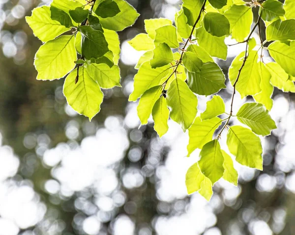 Güneş Işığının Altındaki Yeşil Ağaç Yapraklarının Manzarası Güzel Yapraklı Arka — Stok fotoğraf