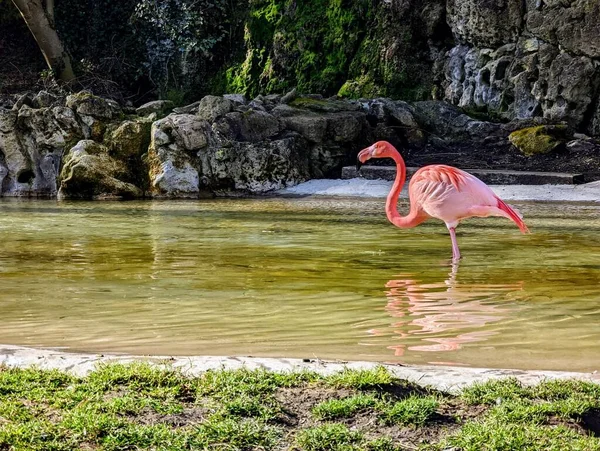 Een Roze Flamingo Phoenicopterus Het Water — Stockfoto
