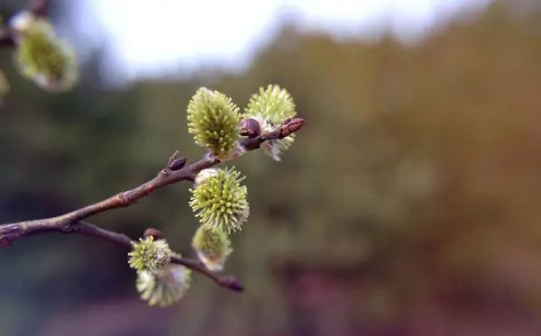 Eine Flachbild Aufnahme Von Salix Caprea Pflanzen Auf Ästen Mit — Stockfoto