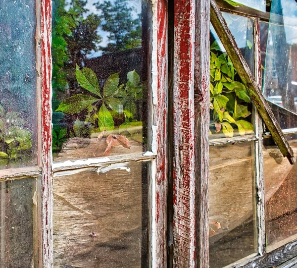 Вид Растений Красных Окнах Старого Теплицы — стоковое фото