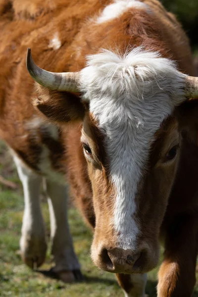 Retrato Cerca Vaca Doméstica Roja Blanca Campo — Foto de Stock