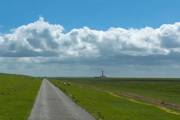 Estrecho Camino Asfalto Medio Exuberantes Campos Verdes Westerhever Con Rebaño — Foto de Stock