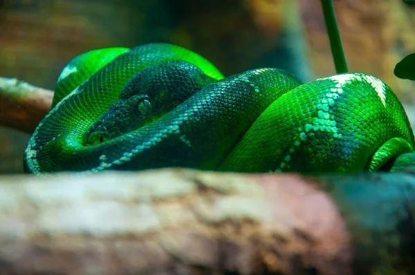 Primer Plano Una Serpiente Boa Esmeralda Rama Con Sus Ojos — Foto de Stock