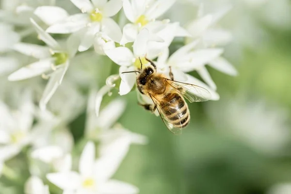 Selektive Fokusaufnahme Von Honigbienen Beim Sammeln Von Nektar Aus Ramson — Stockfoto