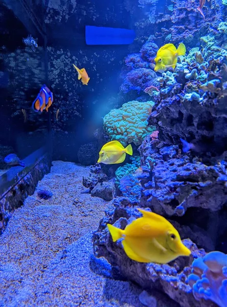 Eine Vertikale Aufnahme Schöner Bunter Fische Einem Aquarium — Stockfoto