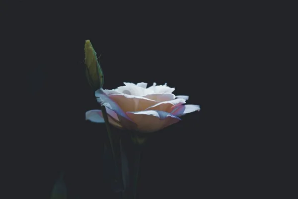 Eine Nahaufnahme Einer Weißen Gartenrose — Stockfoto