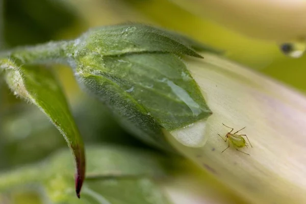 Detailní Záběr Aulacorthum Solani Rostlinu — Stock fotografie