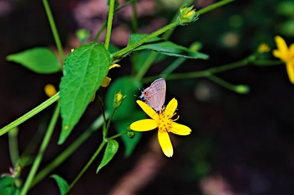 Beautiful Shot Gray Hairstreak Strymon Melinus Butterfly Sitting Yellow Flower — Stock Photo, Image