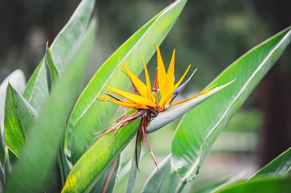 Ένα Όμορφο Βασιλικό Λουλούδι Strelitzia Ανθίζει Έναν Κήπο — Φωτογραφία Αρχείου