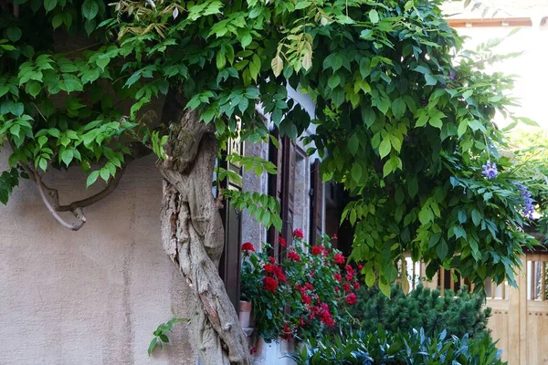 Uma Árvore Verde Exuberante Flores Vermelhas Por Uma Casa Rural — Fotografia de Stock