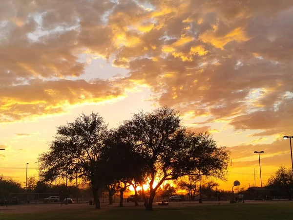 Krásný Záběr Siluet Stromů Pod Jasně Zlatou Oblohou Tucsonu Arizoně — Stock fotografie